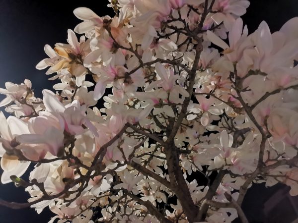 IMG_20230329_204312 (2)