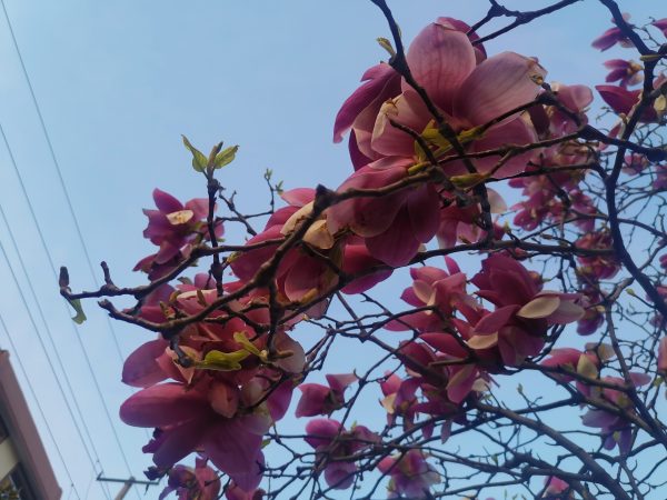 IMG_20230408_181644 (2)