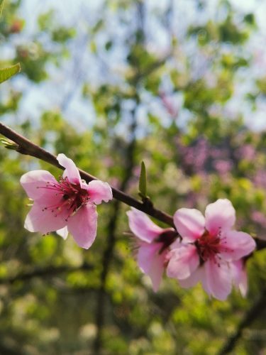 IMG_20230409_121027 (2)