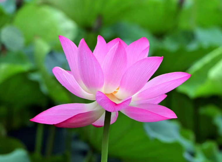 在綠的詩章里,尋一抹靈魂的安謐:《森之境》