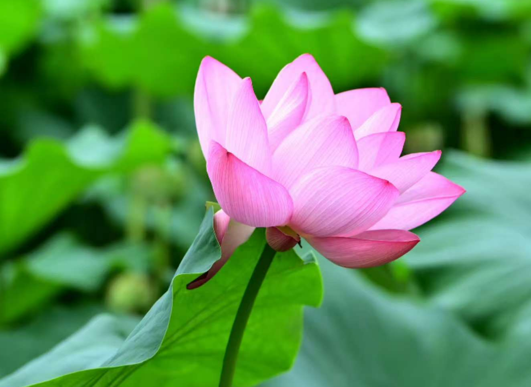 在綠的詩章里，尋一抹靈魂的安謐：《森之境》