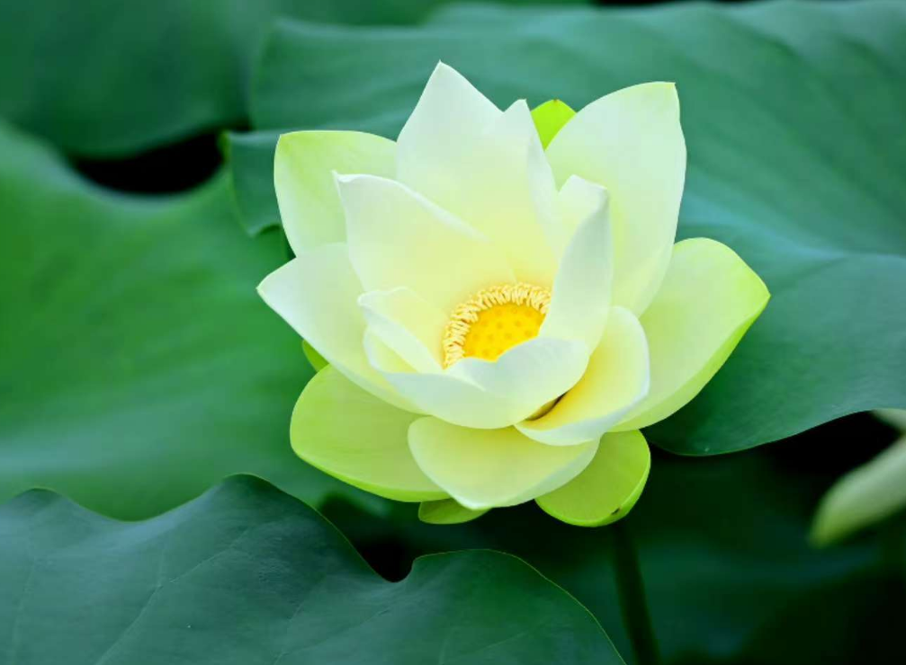 在綠的詩章里，尋一抹靈魂的安謐：《森之境》