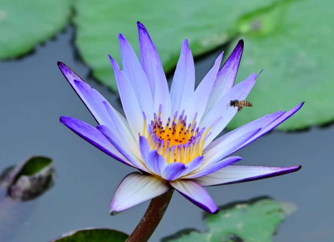 在綠的詩章里,尋一抹靈魂的安謐:《森之境》