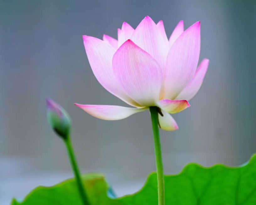 在綠的詩章里，尋一抹靈魂的安謐：《森之境》